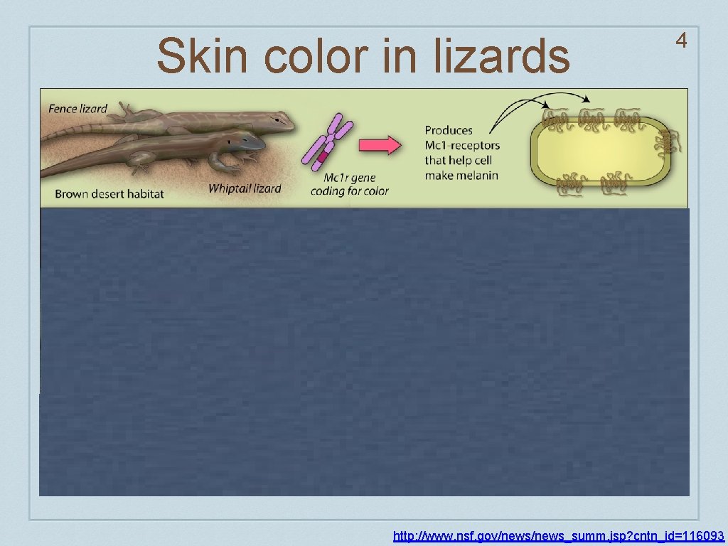 Skin color in lizards 4 http: //www. nsf. gov/news_summ. jsp? cntn_id=116093 