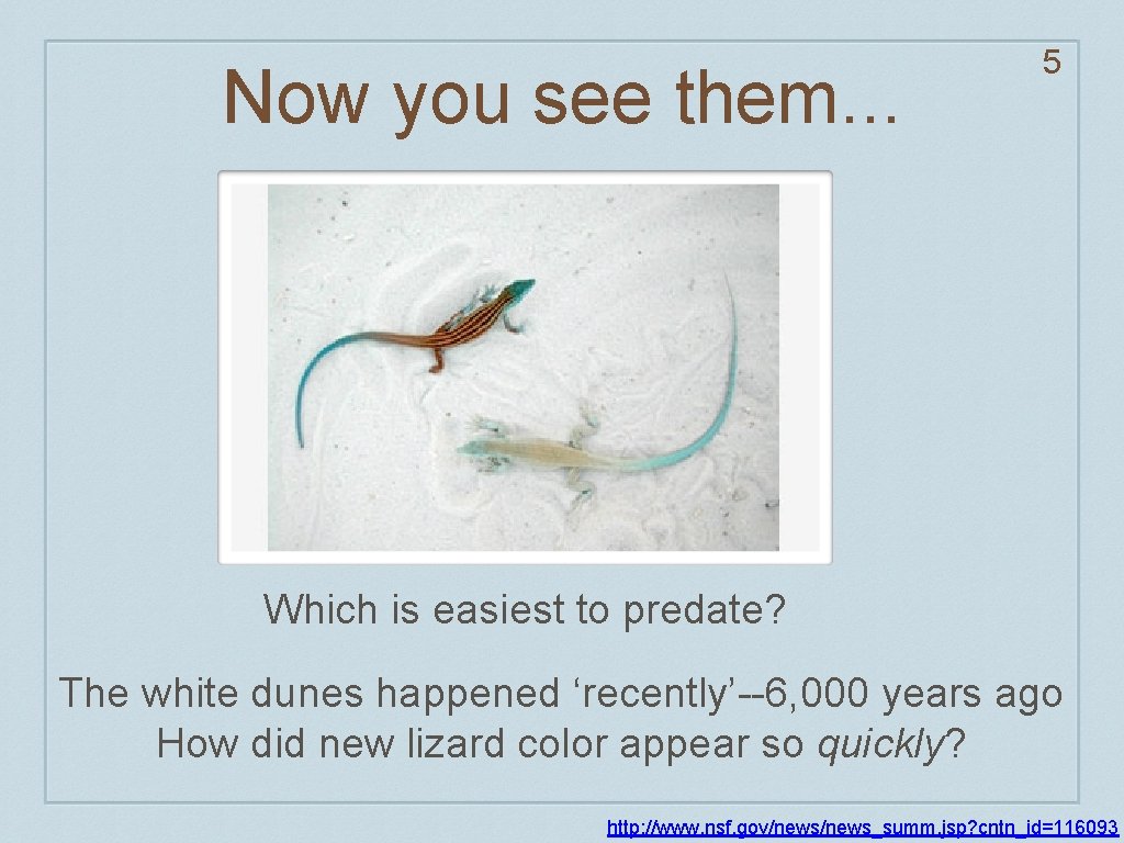 Now you see them. . . 5 Which is easiest to predate? The white