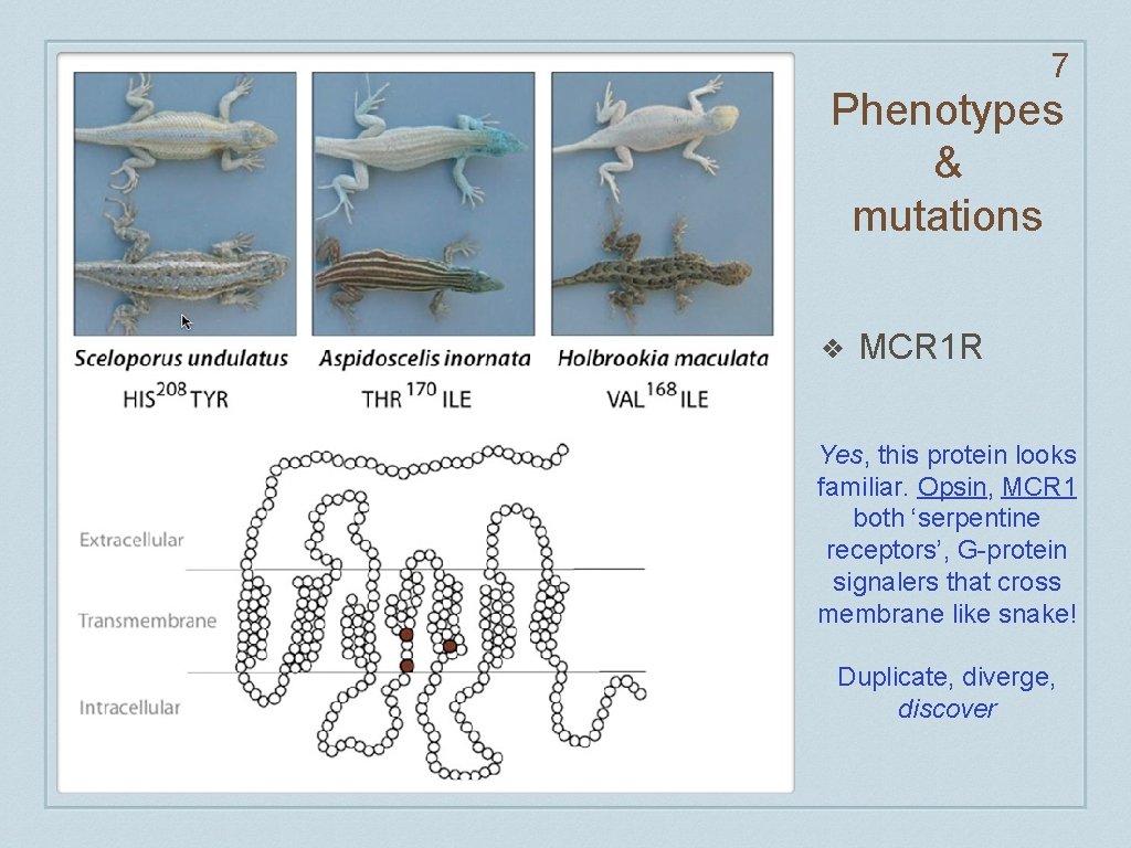 7 Phenotypes & mutations ❖ MCR 1 R Yes, this protein looks familiar. Opsin,