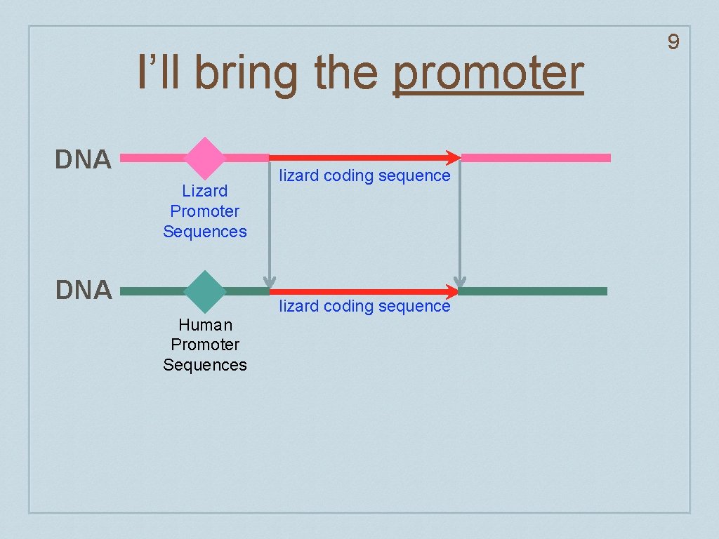 I’ll bring the promoter DNA Lizard Promoter Sequences DNA Human Promoter Sequences lizard coding