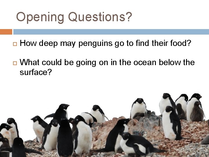Opening Questions? How deep may penguins go to find their food? What could be