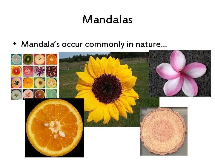 Mandalas • Mandala’s occur commonly in nature… 