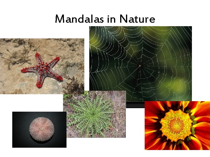 Mandalas in Nature 