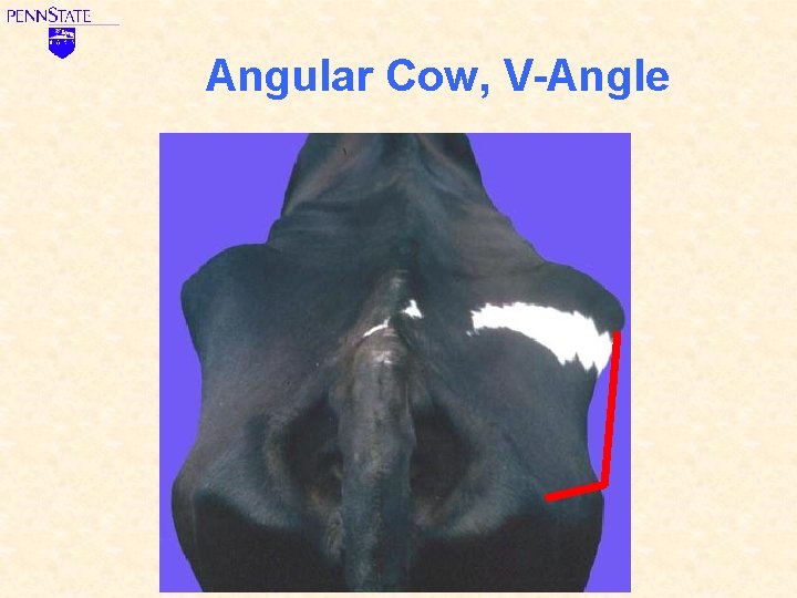 Angular Cow, V-Angle 