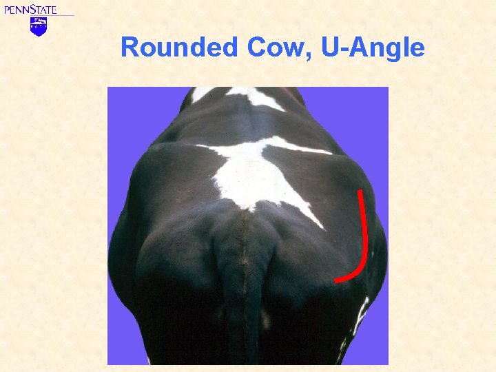 Rounded Cow, U-Angle 