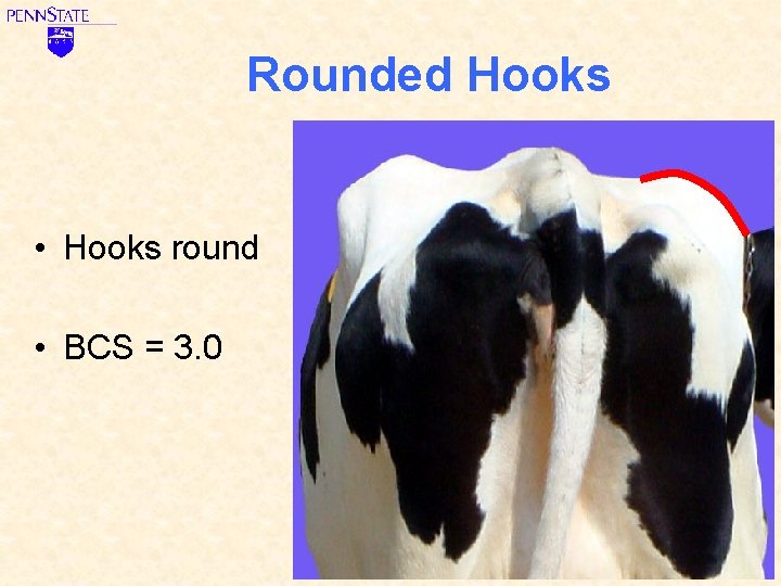 Rounded Hooks • Hooks round • BCS = 3. 0 