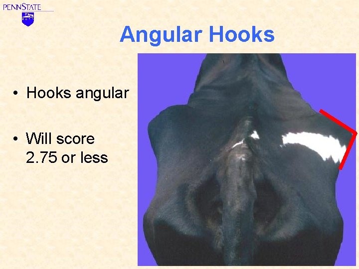 Angular Hooks • Hooks angular • Will score 2. 75 or less 