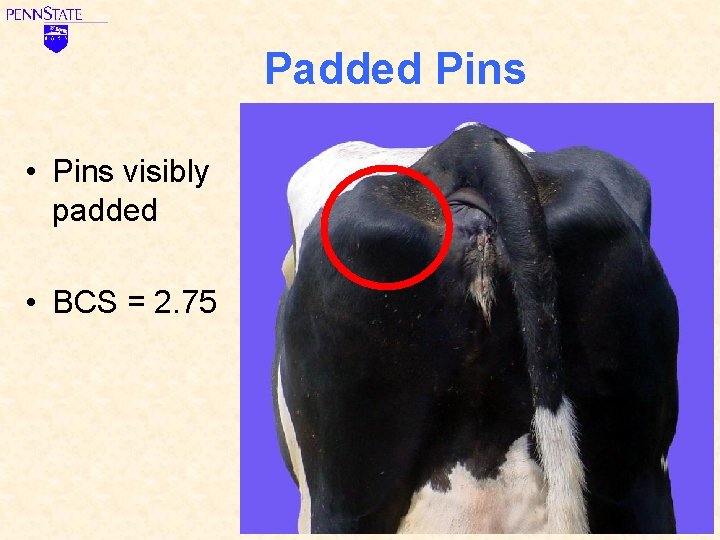 Padded Pins • Pins visibly padded • BCS = 2. 75 