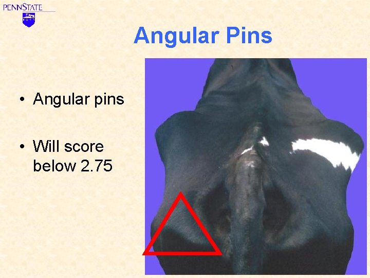 Angular Pins • Angular pins • Will score below 2. 75 