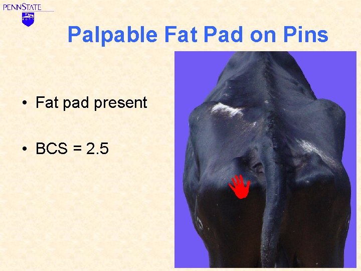 Palpable Fat Pad on Pins • Fat pad present • BCS = 2. 5