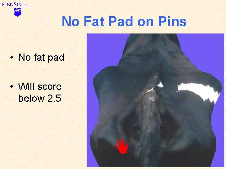 No Fat Pad on Pins • No fat pad • Will score below 2.