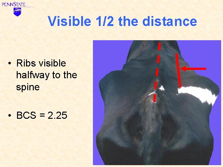 Visible 1/2 the distance • Ribs visible halfway to the spine • BCS =