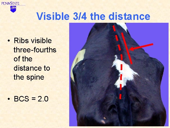 Visible 3/4 the distance • Ribs visible three-fourths of the distance to the spine