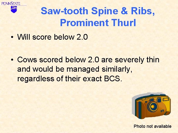 Saw-tooth Spine & Ribs, Prominent Thurl • Will score below 2. 0 • Cows