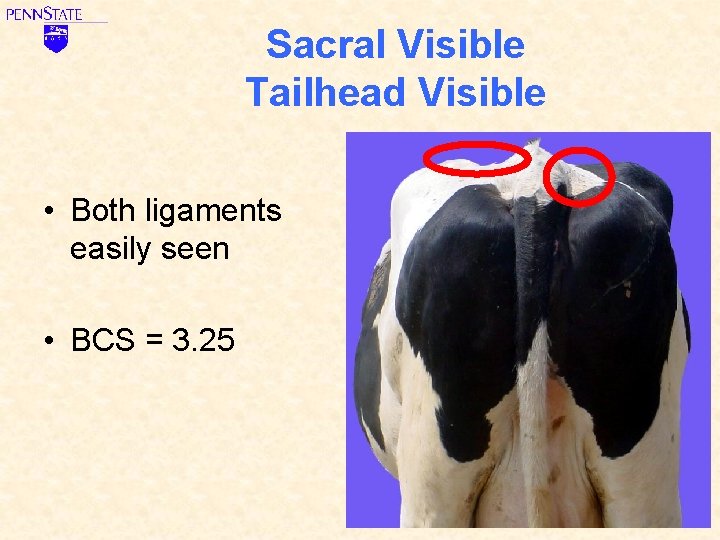 Sacral Visible Tailhead Visible • Both ligaments easily seen • BCS = 3. 25