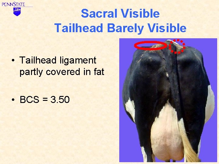 Sacral Visible Tailhead Barely Visible • Tailhead ligament partly covered in fat • BCS