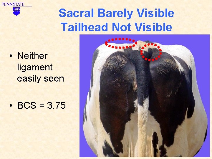 Sacral Barely Visible Tailhead Not Visible • Neither ligament easily seen • BCS =