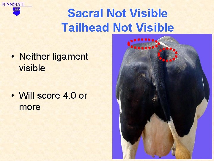 Sacral Not Visible Tailhead Not Visible • Neither ligament visible • Will score 4.