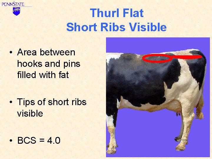 Thurl Flat Short Ribs Visible • Area between hooks and pins filled with fat