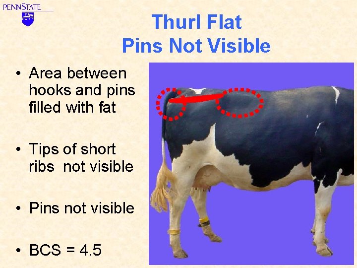 Thurl Flat Pins Not Visible • Area between hooks and pins filled with fat