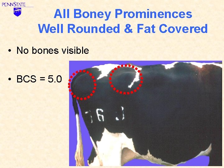 All Boney Prominences Well Rounded & Fat Covered • No bones visible • BCS