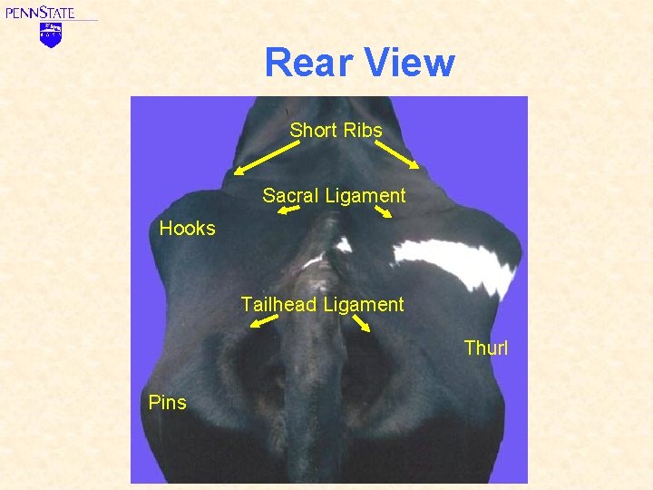 Rear View Short Ribs Sacral Ligament Hooks Tailhead Ligament Thurl Pins 