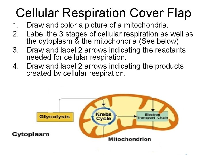 Cellular Respiration Cover Flap 1. Draw and color a picture of a mitochondria. 2.