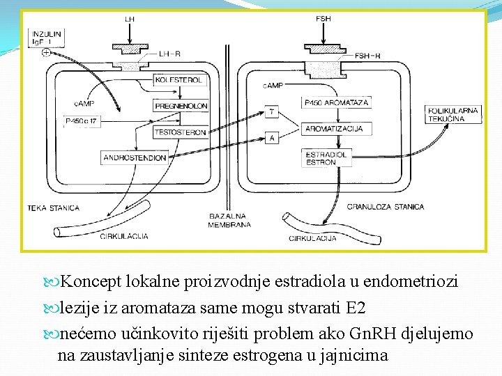  Koncept lokalne proizvodnje estradiola u endometriozi lezije iz aromataza same mogu stvarati E