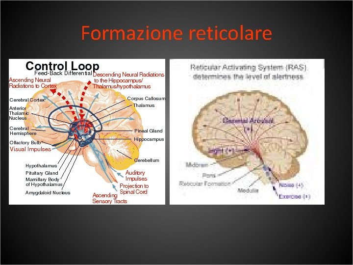 Formazione reticolare 