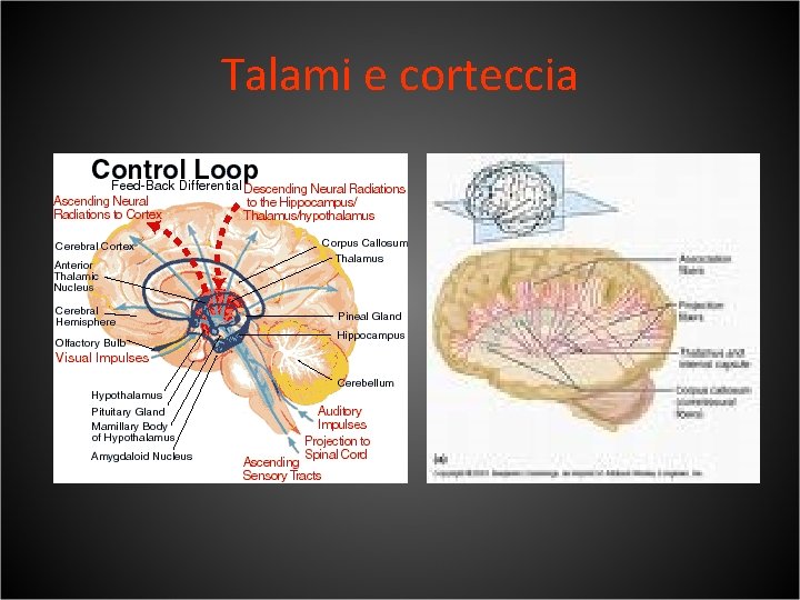 Talami e corteccia 
