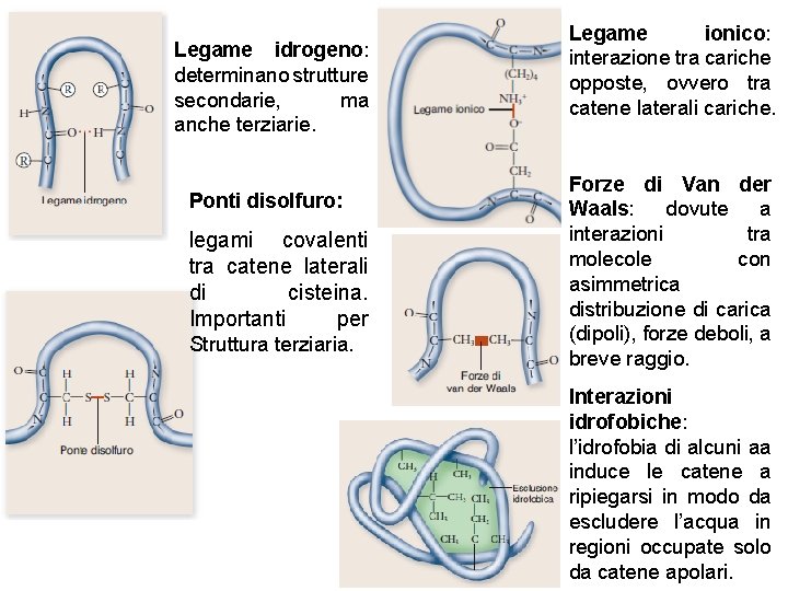 Legame idrogeno: determinano strutture secondarie, ma anche terziarie. Ponti disolfuro: legami covalenti tra catene