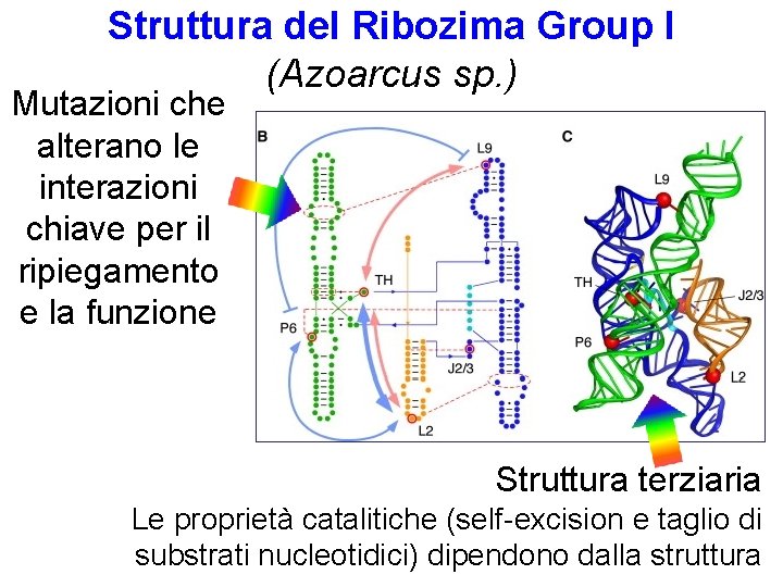 Struttura del Ribozima Group I (Azoarcus sp. ) Mutazioni che alterano le interazioni chiave