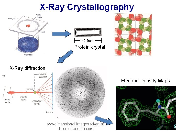X-Ray Crystallography ~0. 5 mm Protein crystal X-Ray diffraction Electron Density Maps two-dimensional images