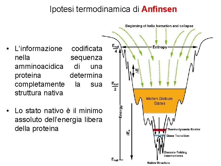 Ipotesi termodinamica di Anfinsen • L’informazione codificata nella sequenza amminoacidica di una proteina determina