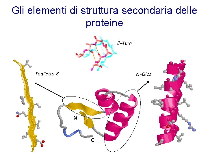 Gli elementi di struttura secondaria delle proteine -Turn Foglietto a -Elica N C 