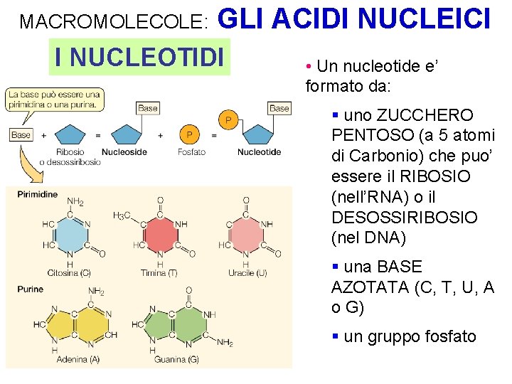 MACROMOLECOLE: GLI ACIDI NUCLEICI I NUCLEOTIDI • Un nucleotide e’ formato da: § uno