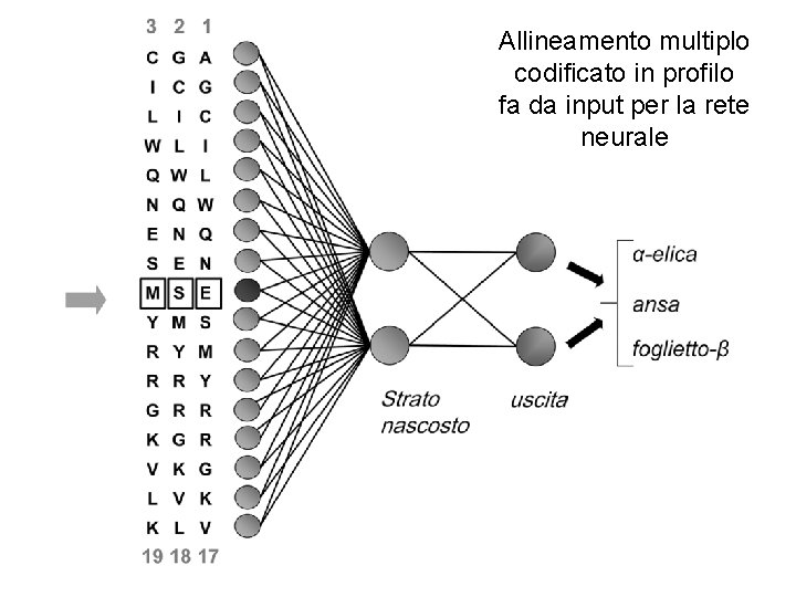 La finestra di input Allineamento multiplo codificato in profilo fa da input per la