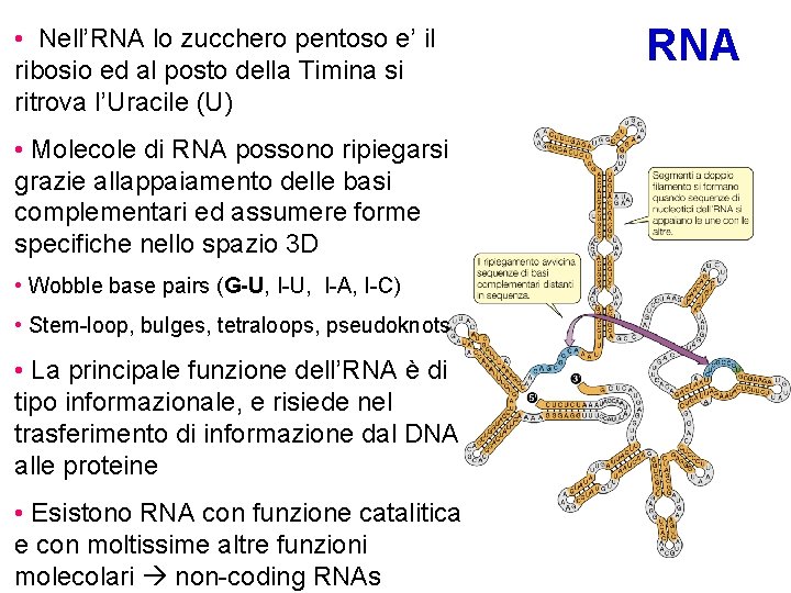  • Nell’RNA lo zucchero pentoso e’ il ribosio ed al posto della Timina