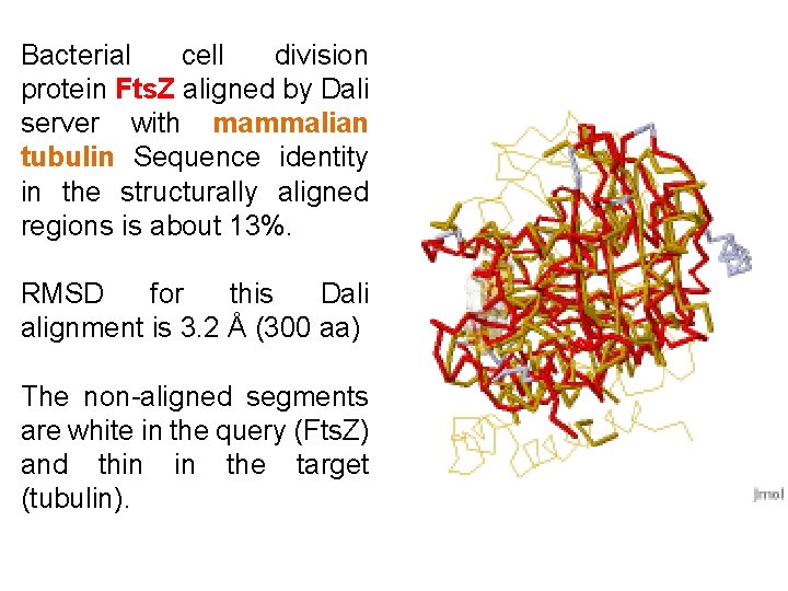 Bacterial cell division protein Fts. Z aligned by Dali server with mammalian tubulin Sequence