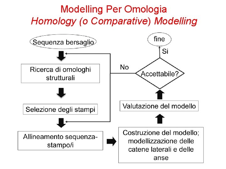 Modelling Per Omologia Homology (o Comparative) Modelling 