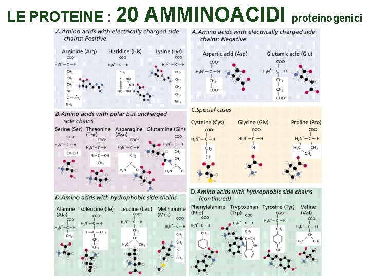 LE PROTEINE : 20 AMMINOACIDI proteinogenici 