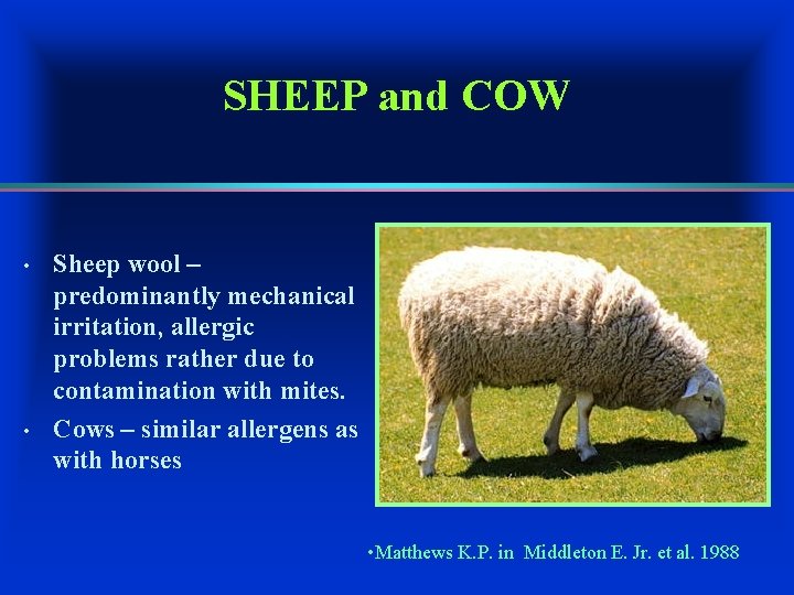 SHEEP and COW • • Sheep wool – predominantly mechanical irritation, allergic problems rather