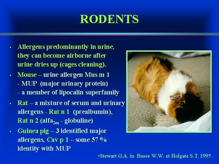 RODENTS • Allergens predominantly in urine, they can become airborne after urine dries up
