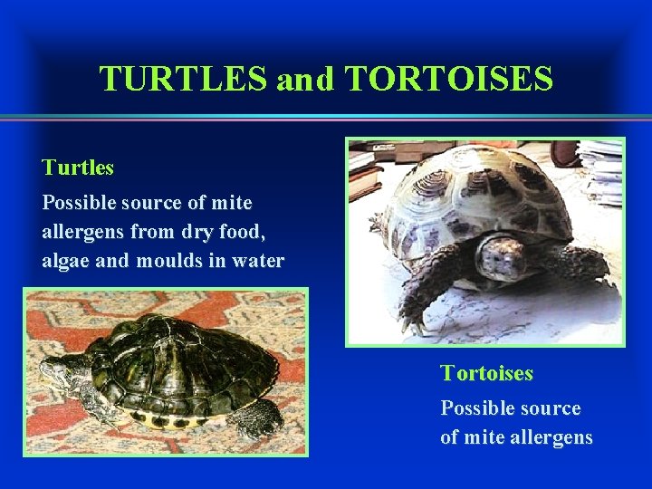 TURTLES and TORTOISES Turtles Possible source of mite allergens from dry food, algae and