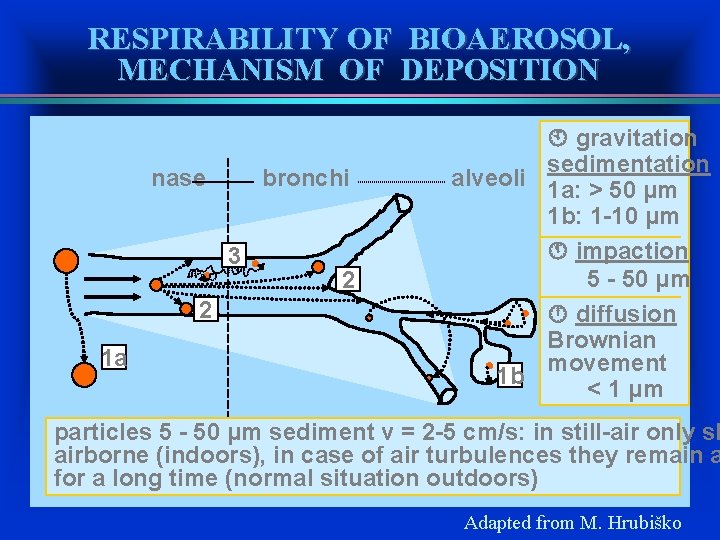 RESPIRABILITY OF BIOAEROSOL, MECHANISM OF DEPOSITION nase bronchi 3 2 1 a 2 gravitation