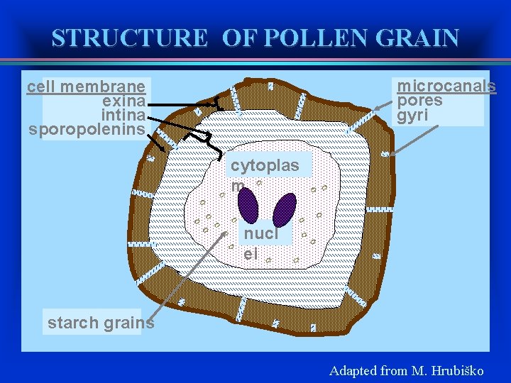STRUCTURE OF POLLEN GRAIN microcanals pores gyri cell membrane exina intina sporopolenins cytoplas m