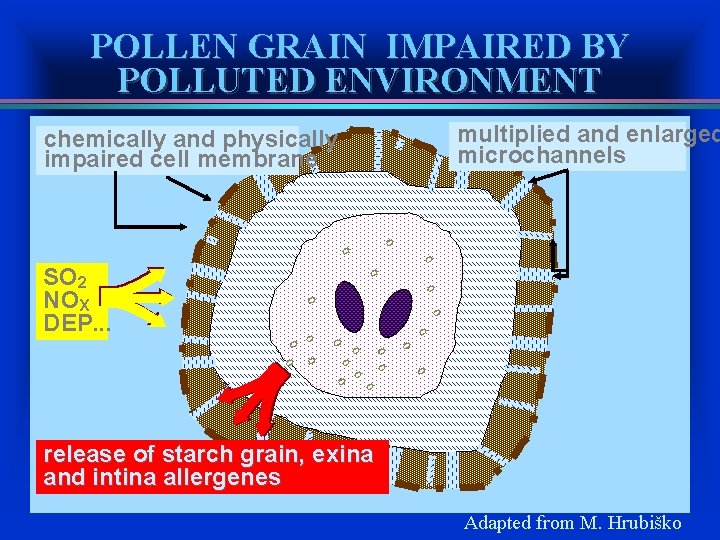 POLLEN GRAIN IMPAIRED BY POLLUTED ENVIRONMENT chemically and physically impaired cell membrane multiplied and