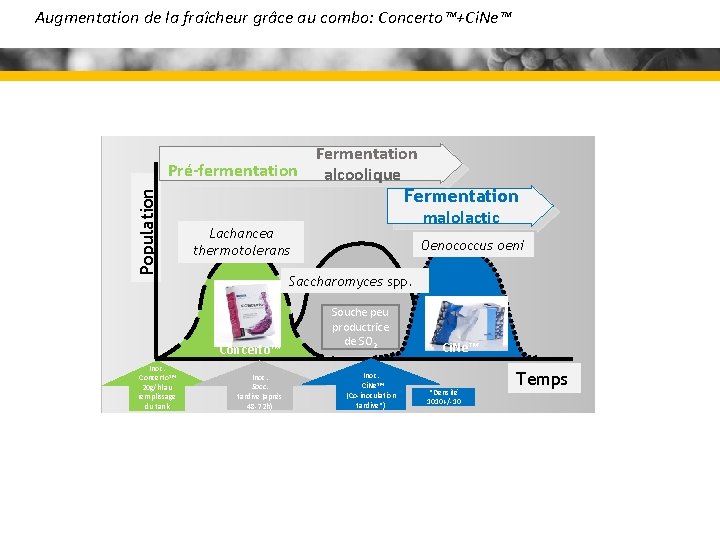 Population Augmentation de la fraîcheur grâce au combo: Concerto™+Ci. Ne™ Fermentation Pré-fermentation alcoolique Fermentation