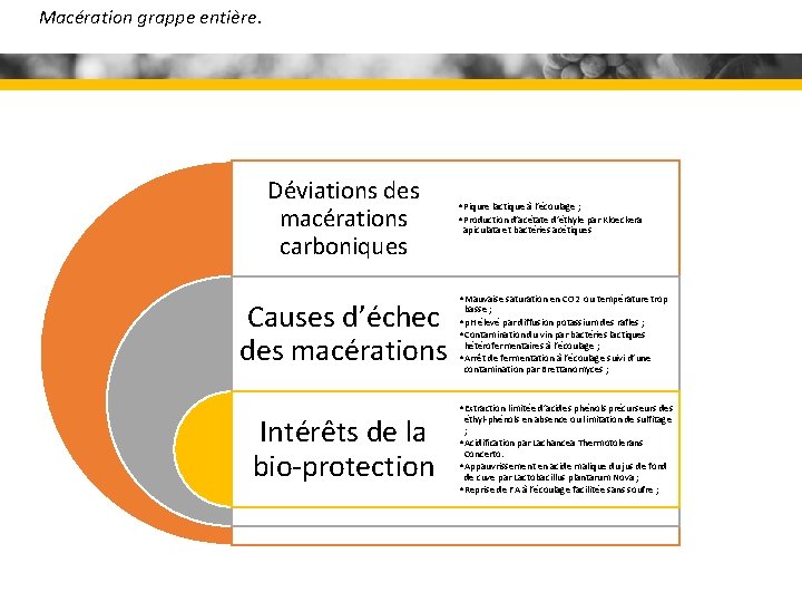 Macération grappe entière. Déviations des macérations carboniques Causes d’échec des macérations Intérêts de la