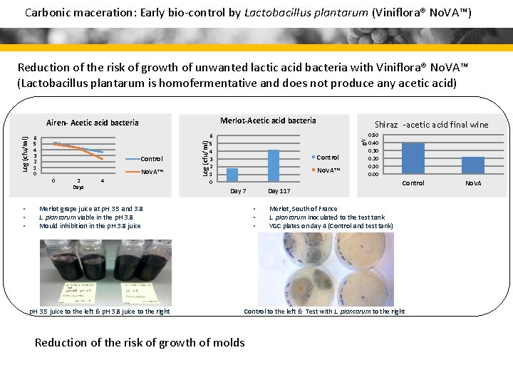 Carbonic maceration: Early bio-control by Lactobacillus plantarum (Viniflora® No. VA™) Reduction of the risk